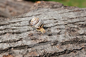 Small vivid Burgundy snail Helix, Roman snail, edible snail, es