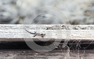 Small Viviparous Lizard On The Old Wooden Background