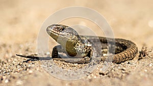 Small viviparous lizard (Zootoca vivipara) perched on a sandy surface