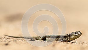 Small viviparous lizard (Zootoca vivipara) perched on a sandy surface