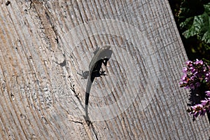 Small Viviparous lizard (Zootoca vivipara) on a wooden boardwalk