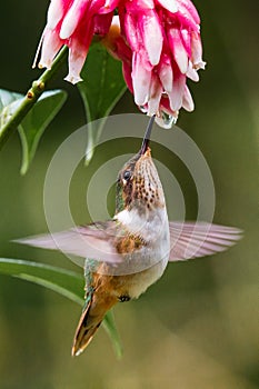 Small Volcano Hummingbird