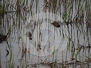 Small wader and long beak in the Marisma de Ivars, Lleida, Spain, Europe photo