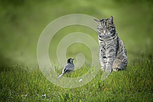 Small wagtail bird sitting in front of tabby cat in a green lawn, dangerous animal encounter or understanding among unequal