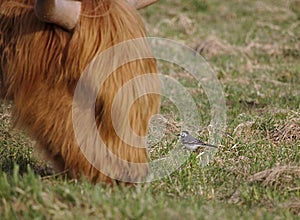 Small wagtail standing in front of a huge grazing highland cow