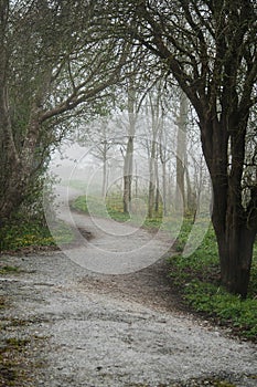 Small walking foot path in a forest park in a fog. Calm and mysterious mood. Beautiful nature scene