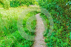 Small walking path in a green forest landscape