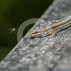 Small wall lizard (Podarcis muralis) perched on a rocky wall, with a tiny insect crawling nearby