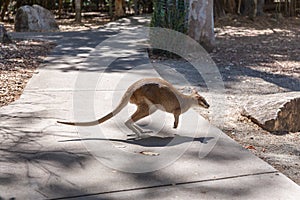 Small Wallaby crossing a path