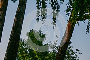 A small waning moon glows in the sky