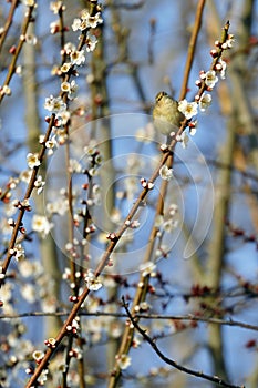Piccolo uccello riposa sul ramo 