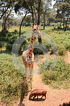 A small warthog sniffs the ground at the feet of a tall giraffe at the Giraffe Manor in Nairobi, Kenya