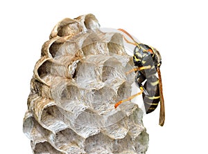 Small wasp 10