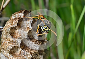 Small wasp 5