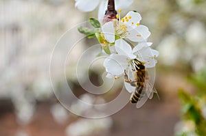 Little wasp pollinates a white flower.