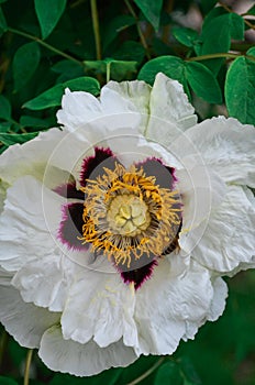 Little wasp pollinates a white flower.