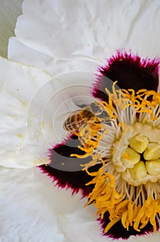 Little wasp pollinates a white flower.