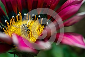 A small wasp on a flower