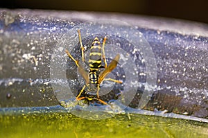 A Small wasp insect on a plant in the meadow