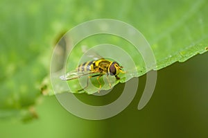 A Small wasp insect on a plant in the meadow