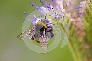 A Small wasp insect on a plant in the meadow