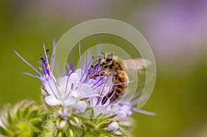 A Small wasp insect on a plant in the meadow
