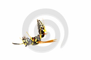 Small wasp isolated in white