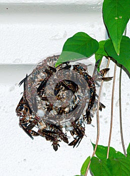 A small wasp nest