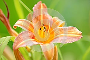 Small wasp on the orange flower