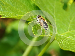 small wasp on a plant leaf