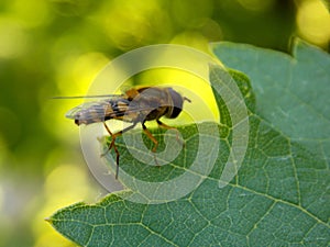 small wasp on a plant leaf