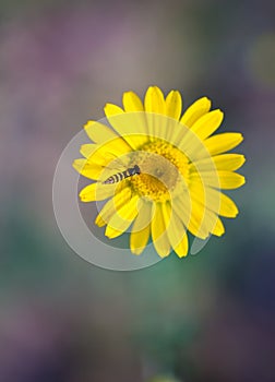 Small wasp sitting on flower