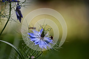 small wasps on a blue flower