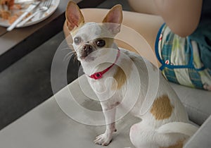 A small,watchful dog