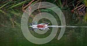 Small water dabbling duck garganey floating in a tropical lake surrounded by lush vegetation 4k video