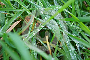 Small water drops of a dew on the green fresh grass with foliage.