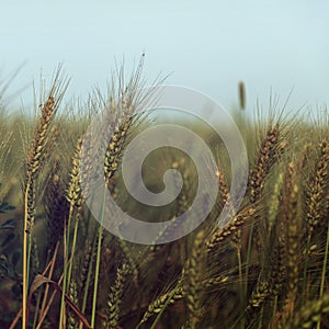 Small water drops over wheat on the field - vintage