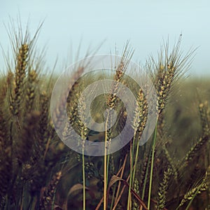 Small water drops over wheat under blue sky - vintage