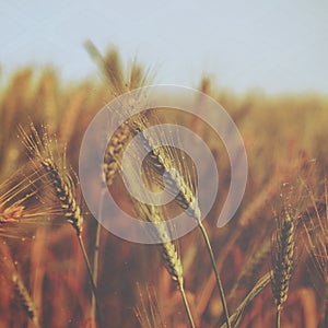 Small water drops over wheat - vintage