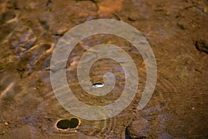 Small Water Insect Floating on the water of the seasonal lake