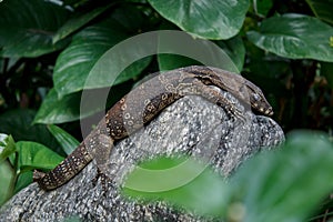 Small Water monitor Asleep