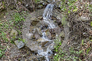 Small waterfall and slope with spring plants and trees
