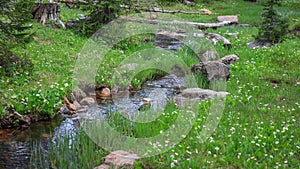 Small water stream passing through a meadow in Uinta Wasatch national forest