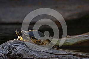 Small water tortoise in a zoo of Tenerife (Spain)