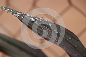 Small water on the tree