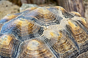 Small water turtle red-eared slider Trachemys scripta elegans.