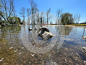 Small water turtles standing on rocks to rest or sunbathing in lake at park