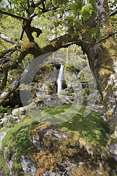 A small waterfall on Afon disgynfa
