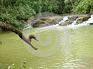 small waterfall dense forest ecosystem