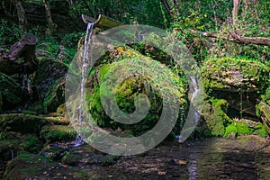 A small waterfall in the forest. Bright juicy greens and splashes of water. A quiet and peaceful place for family holidays